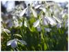 Spring Sunshine